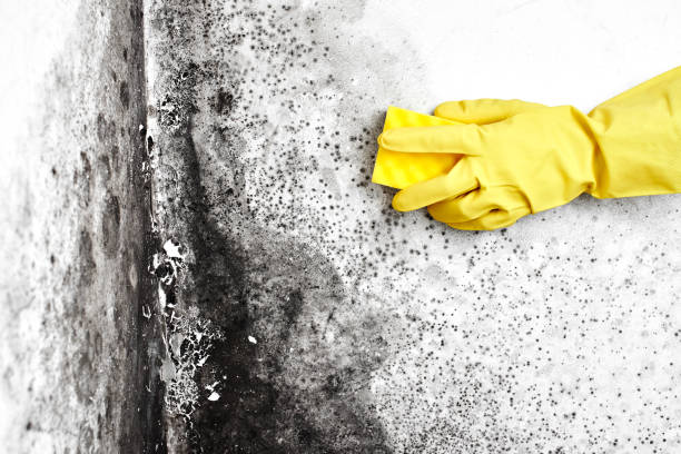 Best Mold Removal Company Near Me  in Zillah, WA