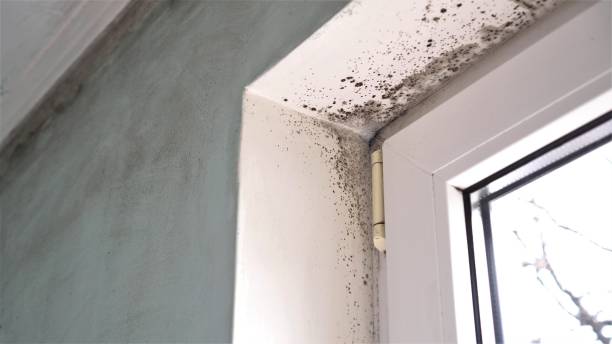Best Mold Remediation  in Zillah, WA