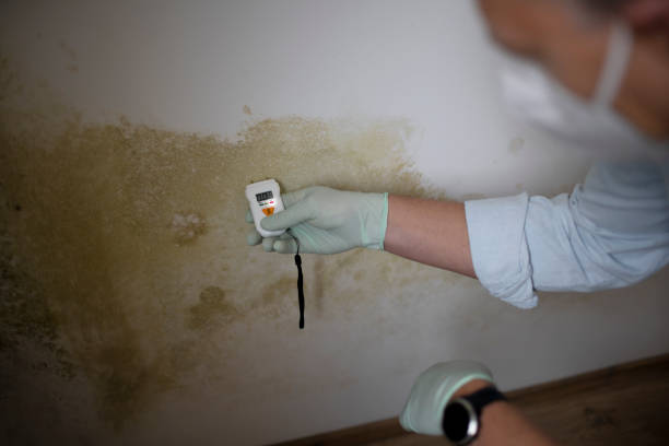 Best Home Mold Removal  in Zillah, WA