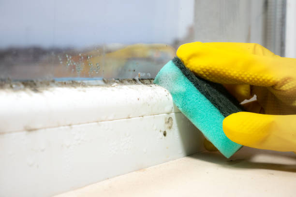 Professional Mold Removal in Zillah, WA