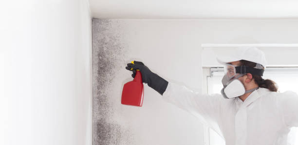 Best Commercial Mold Removal  in Zillah, WA