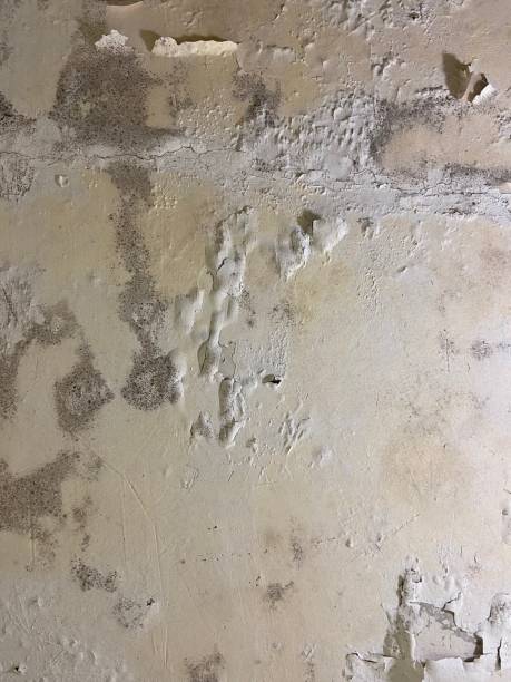 Best Affordable Mold Removal  in Zillah, WA
