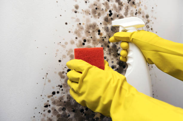 Best Mold Damage Repair  in Zillah, WA