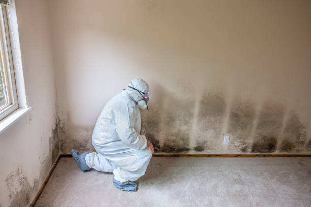 Best Mold Remediation Services  in Zillah, WA