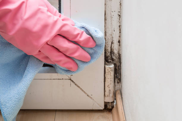 Mold Testing and Removal in Zillah, WA